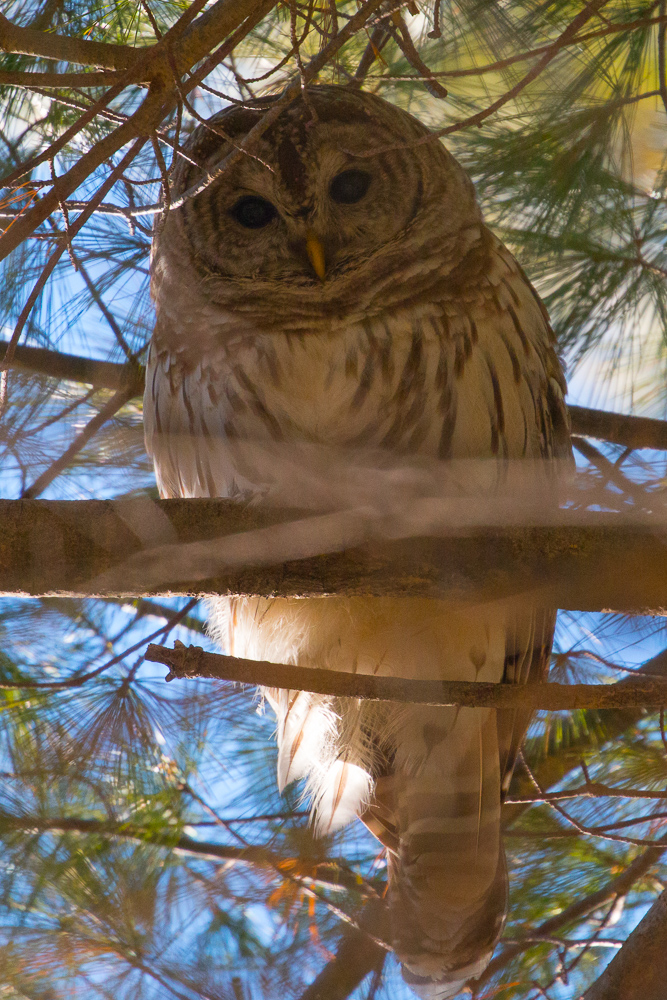 Barred Owl at Roberts Field in Chelmsford MA