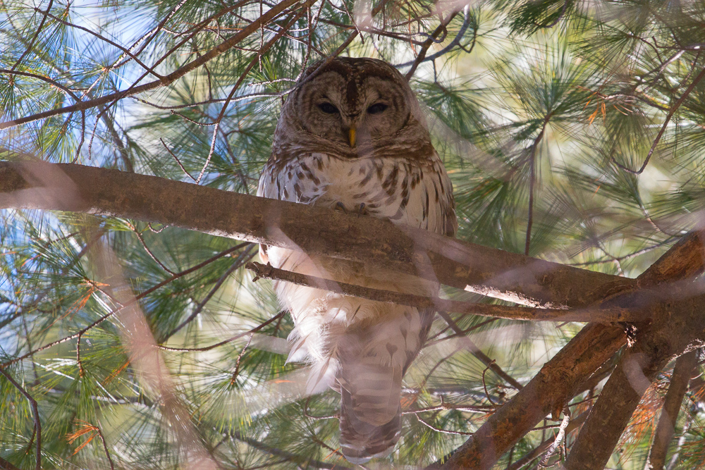 Barred Owl at Roberts Field in Chelmsford MA