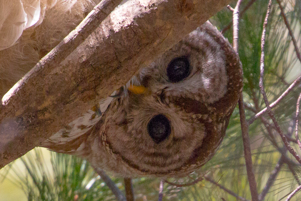 Barred Owl at Roberts Field in Chelmsford MA