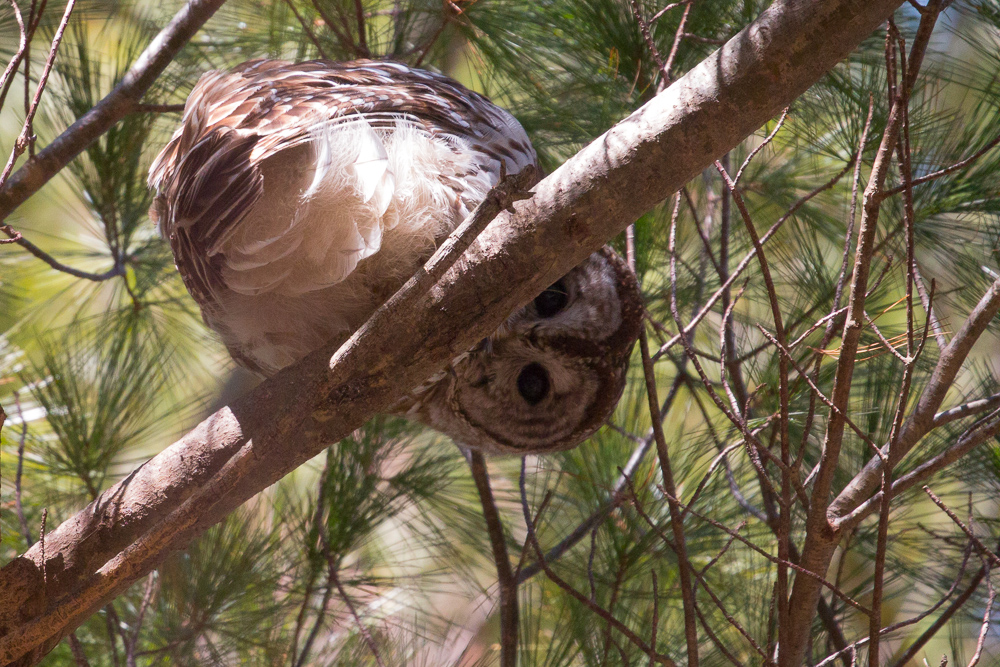 Barred Owl at Roberts Field in Chelmsford MA