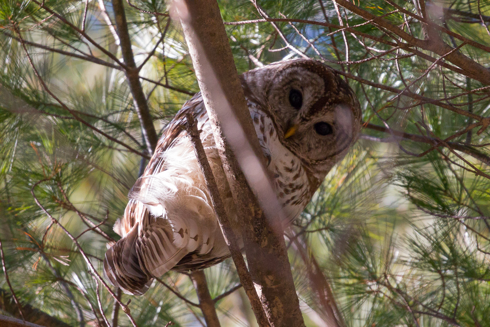 Barred Owl at Roberts Field in Chelmsford MA