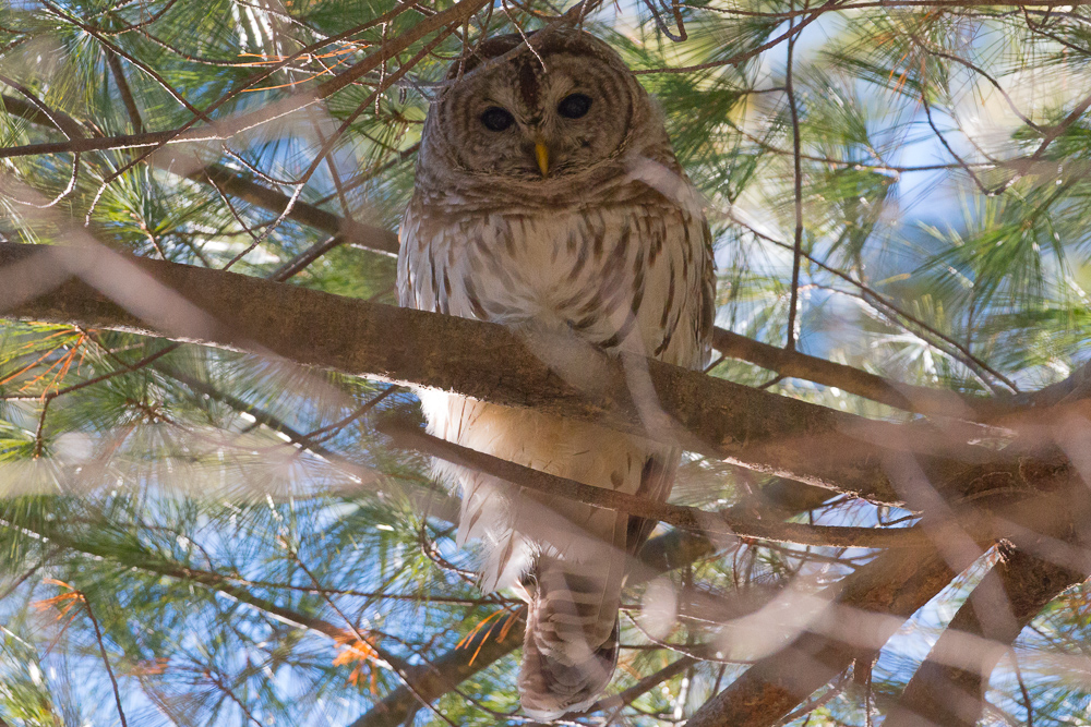 Barred Owl at Roberts Field in Chelmsford MA