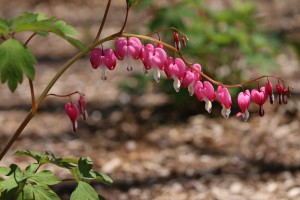 Bleeding Heart at Pollinator Park   