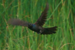 Common Grackle attention