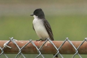 Eastern Kingbird