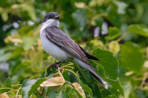 Eastern Kingbird at Roberts Field