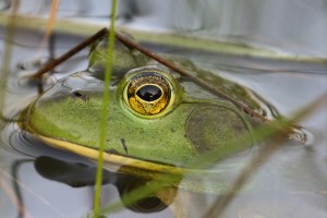 Frog eye at Roberts Field   