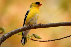 Goldfinch
