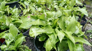 Donated hosta
