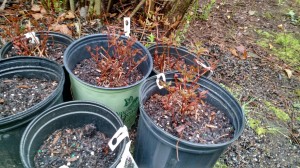Donated astilbe