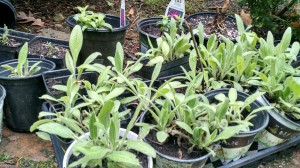Donated black eyed susans and bee balm