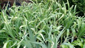 Donated daylilies