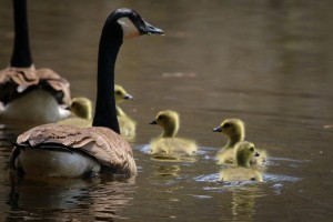 Geese at Roberts Field