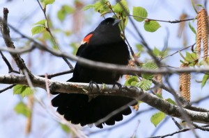 Red Winged Blackbird