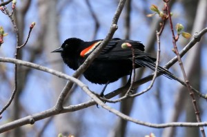 Red Winged Blackbird