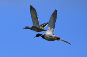 Ducks at Roberts Field