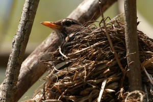 Robin on her nest