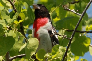 rose Breasted Grosbeak