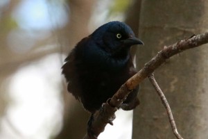 Common Grackle