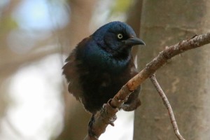 Common Grackle