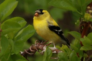 Goldfinch