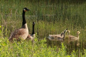 Geese