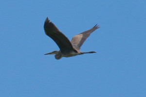 IMG 6835