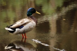 Mallard Duck