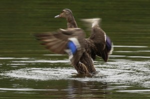 Mallard wings   