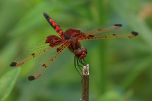 Red Dragonfly at Roberts Field   