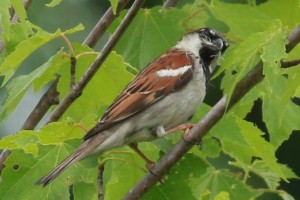 Sparrow