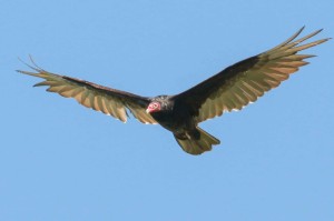 Turey vulture at Roberts Field-2