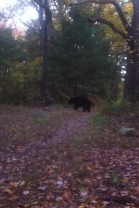 amercian black bear  