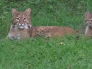bobcats  