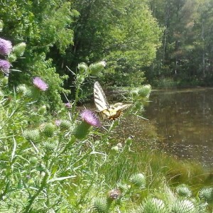 monarch butterfly  