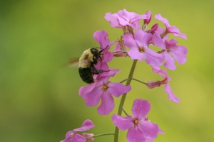 dames rocket bumble bee   