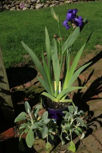 donated iris and lambs ear   