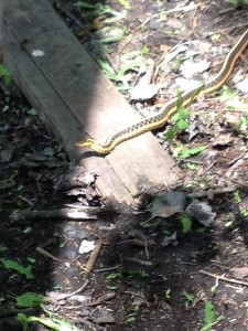eastern ribbon snake  
