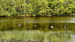 geese and ducks  
