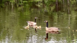 canadian geese and goslings  