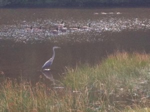 canadian geese and great blue heron  
