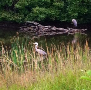 great blue heron  
