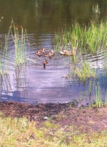 make way for ducklings  