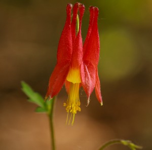 red columbine flower   