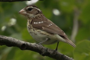 rose breasted grosbeak female