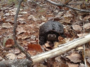 snapping turtle