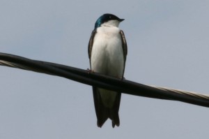 tree swallow-2