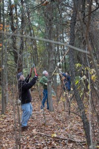 Troop 81 pulling Oriental bittersweet from trees at Roberts Field