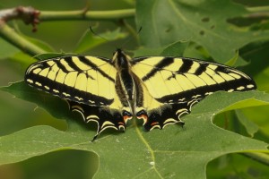 yellow butterfly   